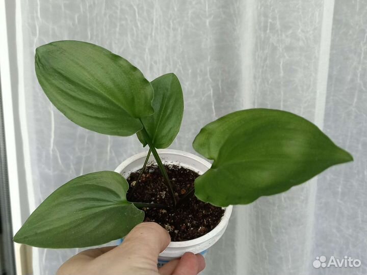 Комнатные растюшки