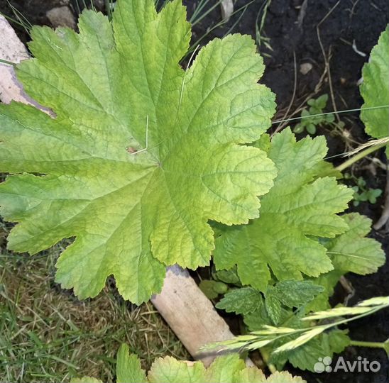 Гвоздика, смолевка, злак, подорожник