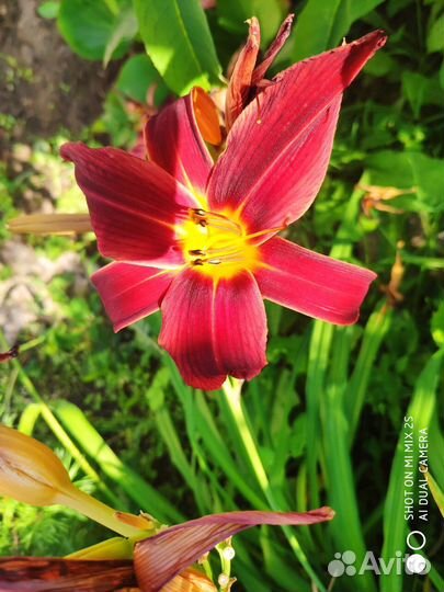Лилейники,Пеларгония,Гайлардия,Хизантема осенняя