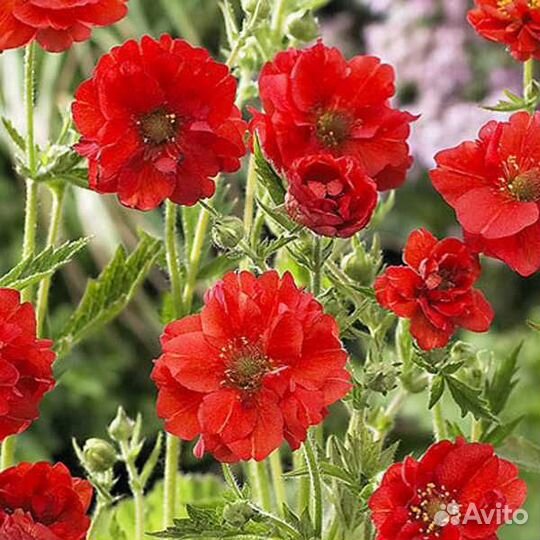 Гравилат чилийский Садовый Лидер