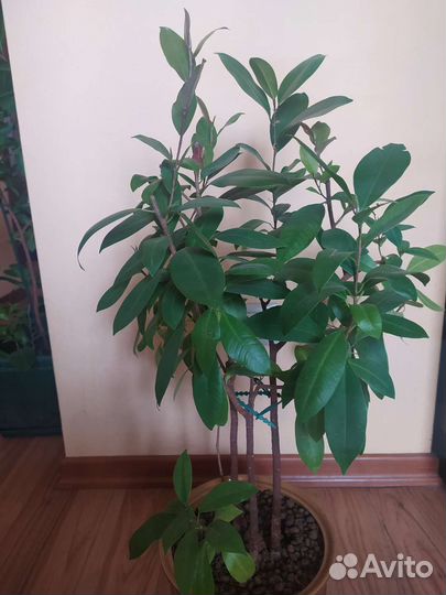 Фикус высота 60 см 3 растения в горшке