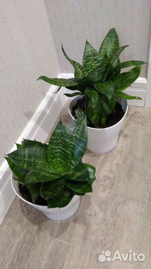 Тещин язык (сансевиерия)карликовая