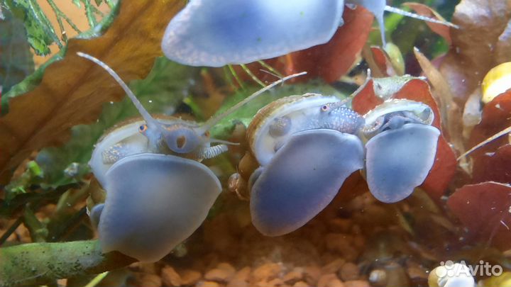 Цветные аквариумные улитки ампулярии