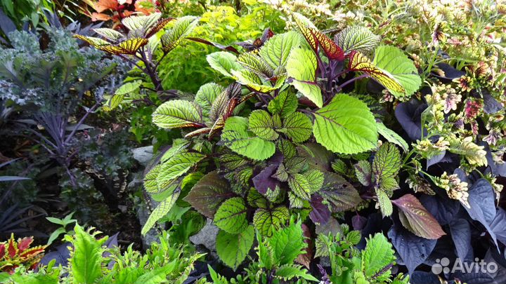 Колеусы,Эсхинантус,Каллизия,Гинура,Вербейник и др