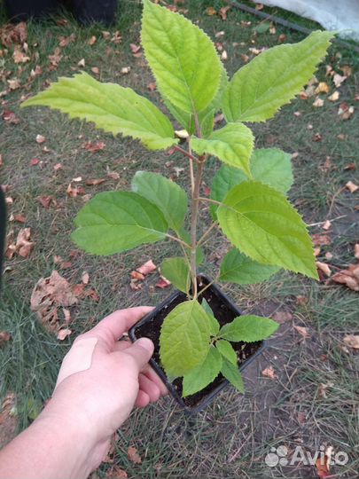 Гортензия древовидная Кандибелле Маршмэллоу