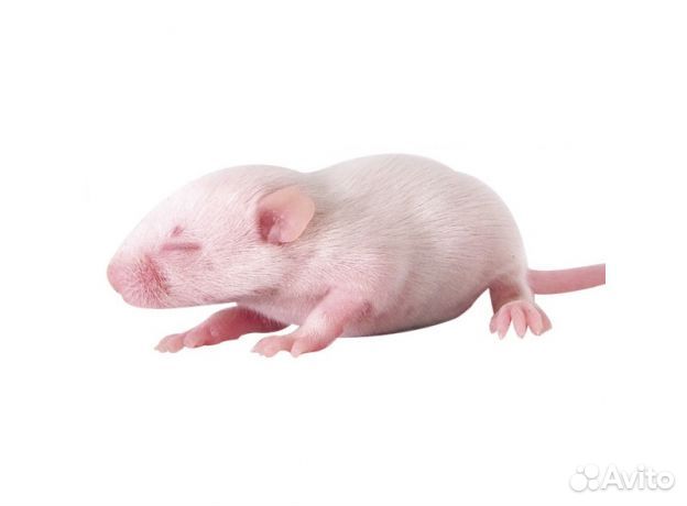 Живой корм Мышь опушенок