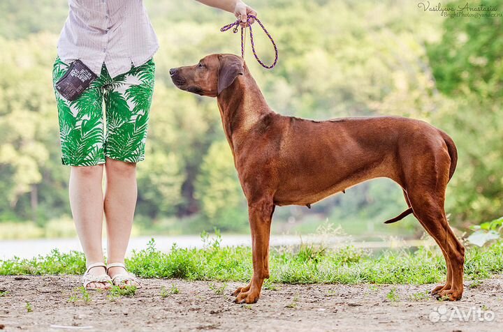 Индивидуальная дрессировка и хендлинг, кинолог