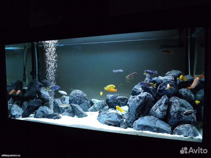 Аквариумист, обслуживание аквариумов, террариумов