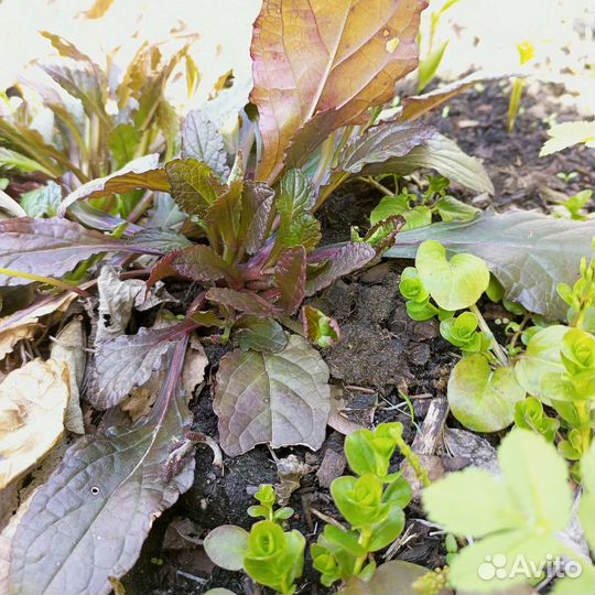 Многолетник. Живучка ползучая