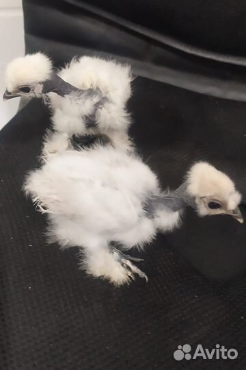 Петух китайской шелковой 1+2