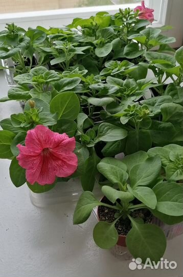 Петуния ампельная розовая махровая