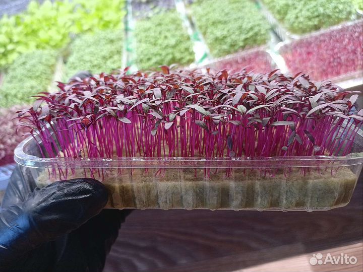 Микрозелень Амарант Красный