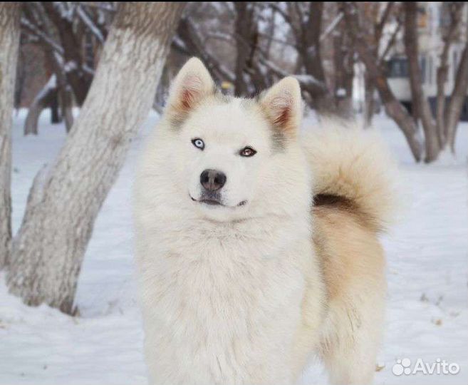 Предлагается для вязок рыжий кобель Якутской лайки