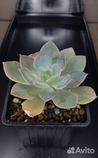 Эхеверии / Каменная роза