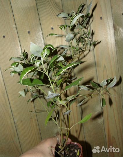 Витекс священный пестролистный