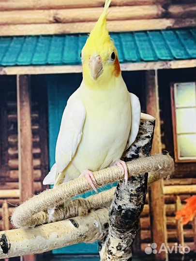 Попугаи корелла