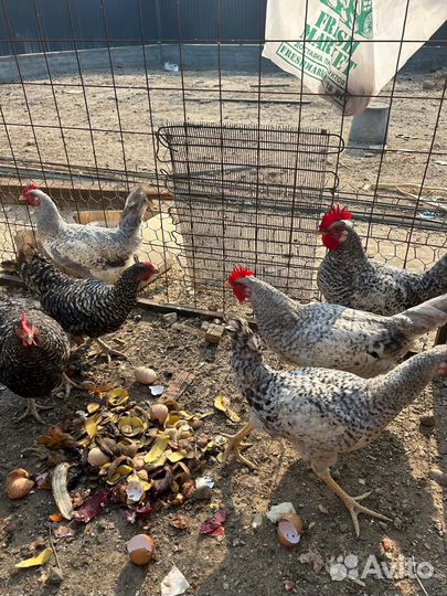 Куры несушки
