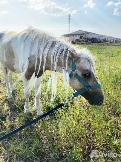 Шетлендский пони