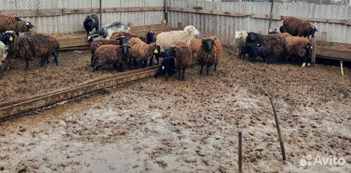 Овцы бараны ягнята козы