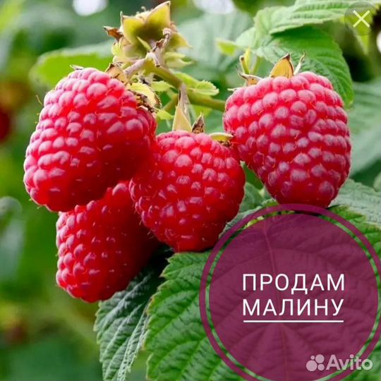 Продам малину