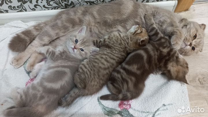 Шотландские котята