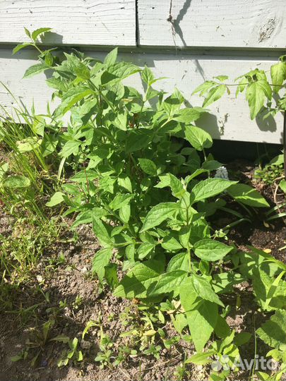 Жасмин(чубушник)