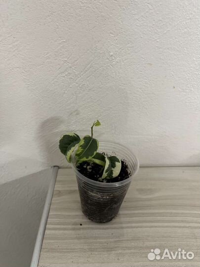 Фикусы сортовые