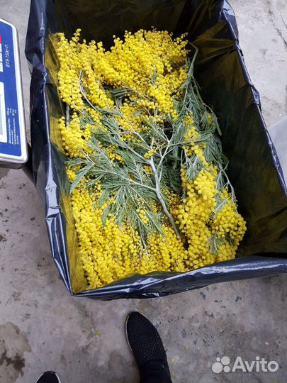Мимоза оптом