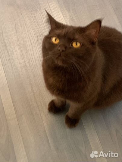 Британская кошка в дар