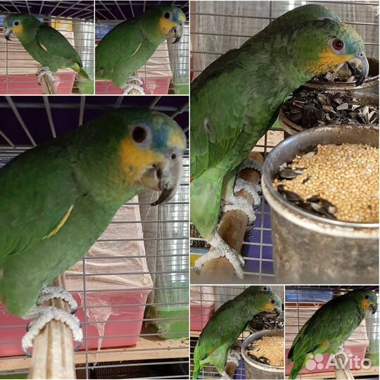 Попугай амазон