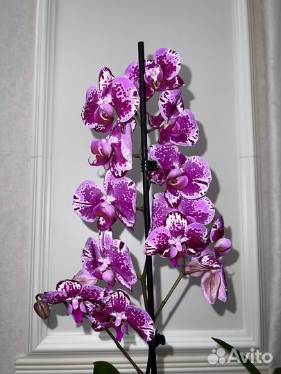 Орхидея яркая разноцветная
