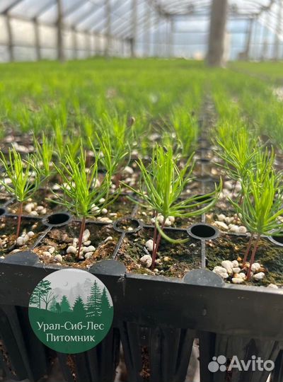 Зкс Сосна сеянцы Ели Лиственницы окс Голуб Горная