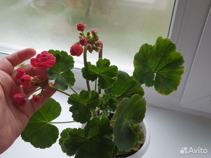 Пеларгония герань