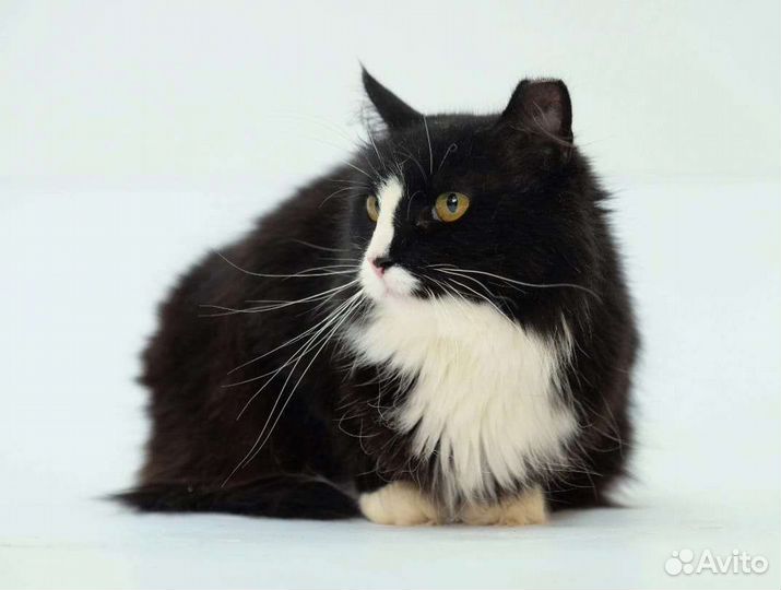 Пушистая кошка