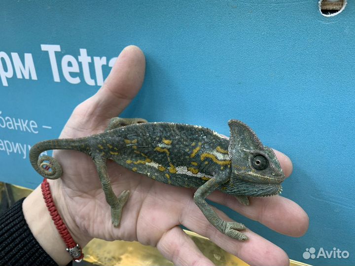 Йеменский хамелеон