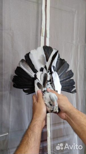 Николаевские голуби