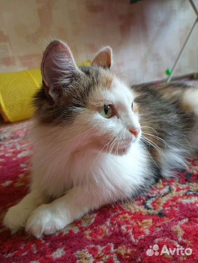 Кошка в дар бесплатно