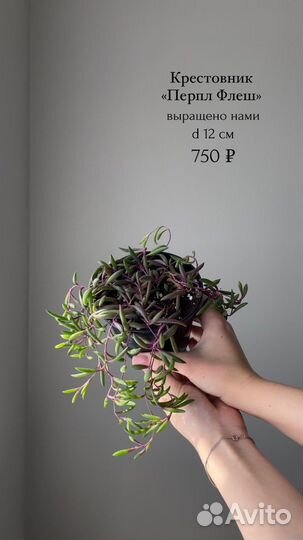 Вьющиеся и ампельные растения