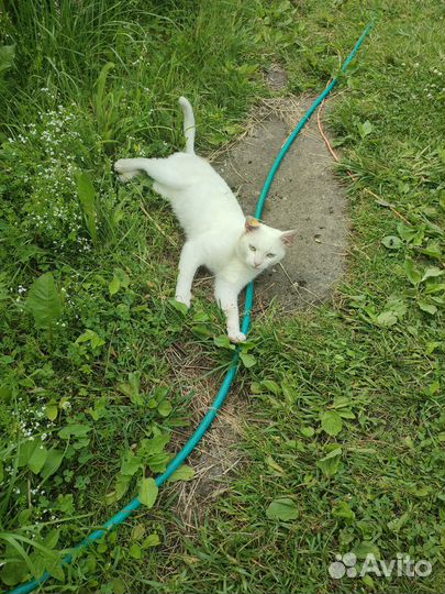 Отдам котика в добрые руки