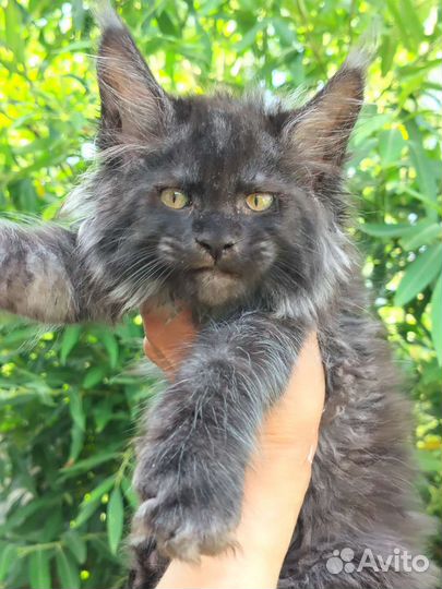 Котик мейн- кун