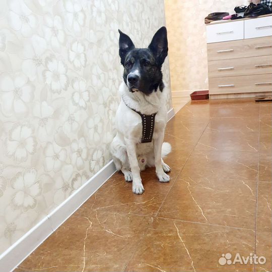 Шлейка натур кожа И строгий ошейник