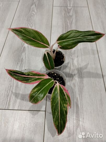 Аглаонема Tivoli (Тайволи)