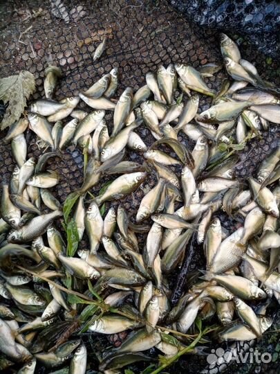 Малек карпа, форели