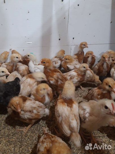Цыплята несушки Ломан Браун(курочки)