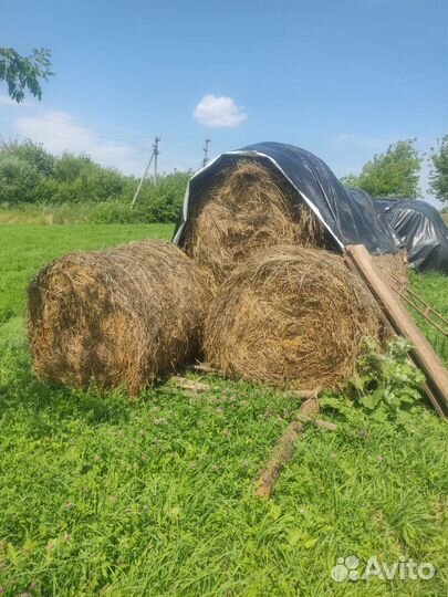 Сено в тюках