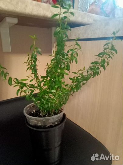 Миртовое дерево