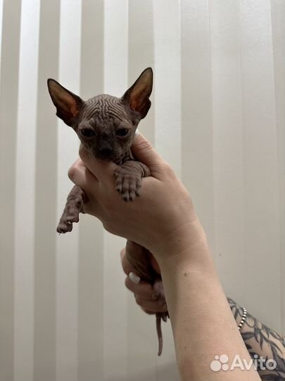 Канадский сфинкс котенок