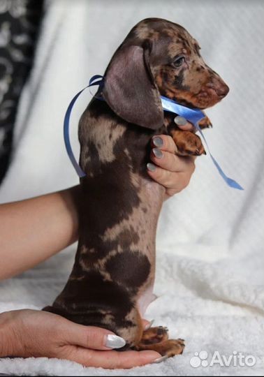 Мраморный малыш миниатюрной кроличьей таксы