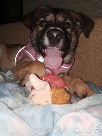 Щеночек в добрые