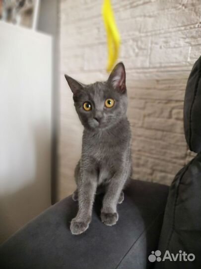 Котята с монастыря